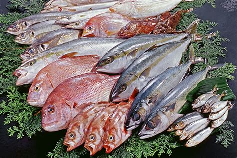 魚の基礎知識 - 食品食材栄養事典
