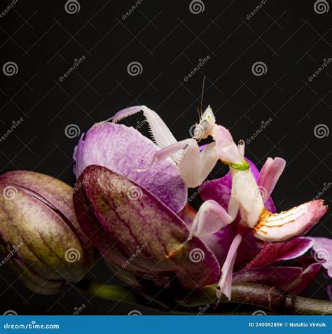 Orchid mantis praying stock photo. Image of spider, mantis - 240092896