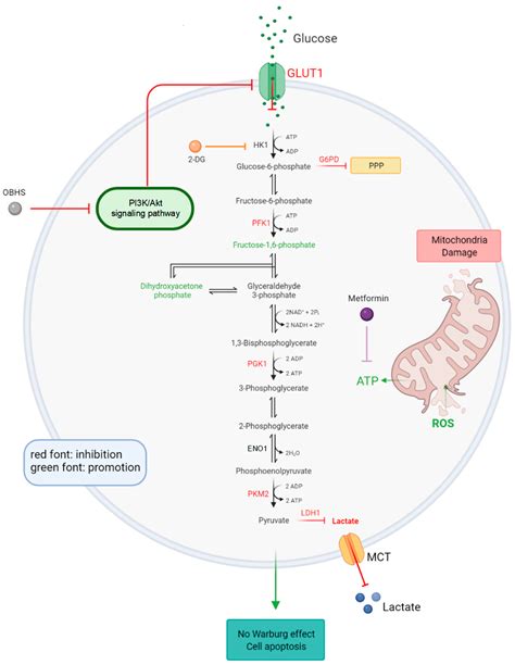 OBHS Drives Abnormal Glycometabolis Reprogramming via GLUT1 in Breast Cancer