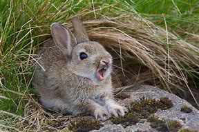 Image result for Bunnies Yawning