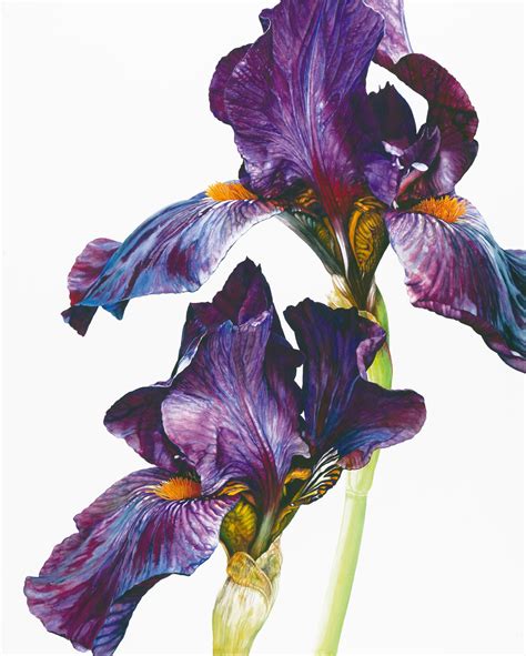 Rosie Sanders, Langport Wren, 2023 | Jonathan Cooper