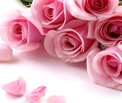 Roses, Closeup, Pink color, HD Wallpaper | Rare Gallery