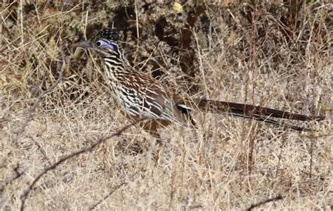 Lesser Road Runner Distribution Map 的图像结果
