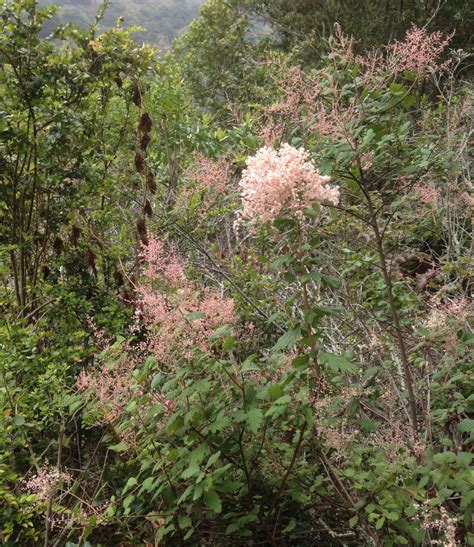 Huckleberry Botanic Regional Preserve: Supplement to the Self-Guided Tour