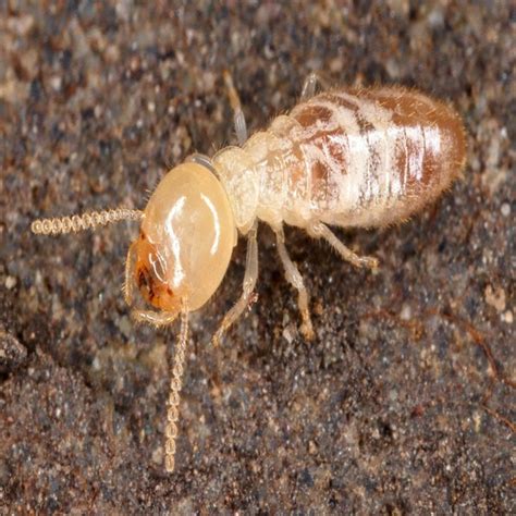 Termite Control Services in Bangalore | Safe & Effective Solutions