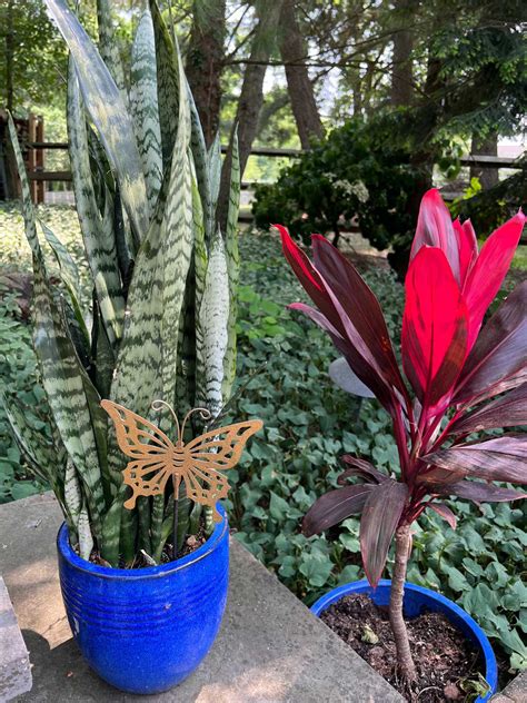 Best Soil for Snake Plants: 3 Amazing Types to Use
