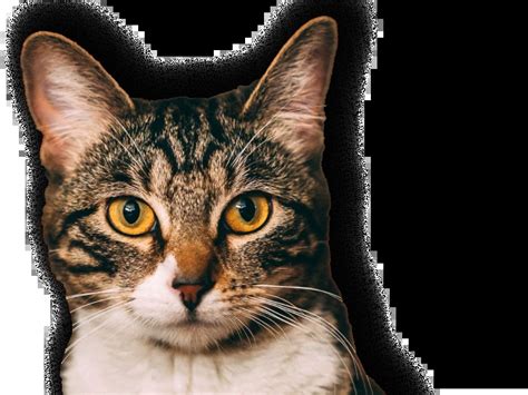 Spay & Neuter Archives - Emancipet