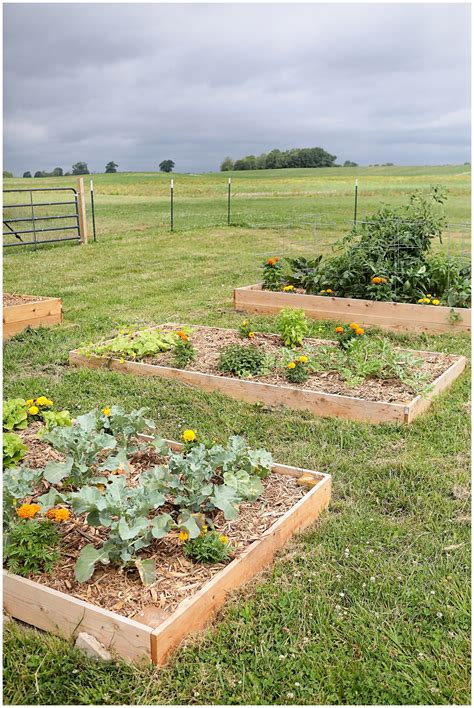 How to kill grass and weeds naturally in garden beds - Sugar Maple ...