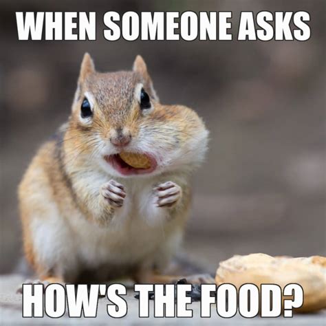 12 Funny Squirrel Memes to Make You Smile