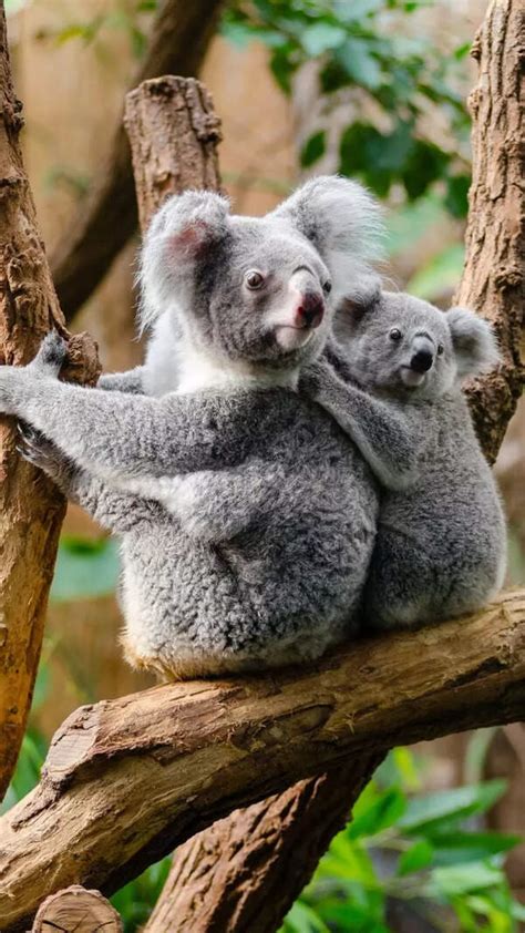 4 side effects of eating chicken daily that you need to know about