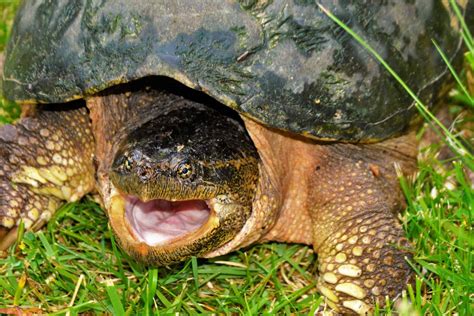 When Do Snapping Turtles Lay Eggs? A Guide to Reproduction - Reptiles Hub