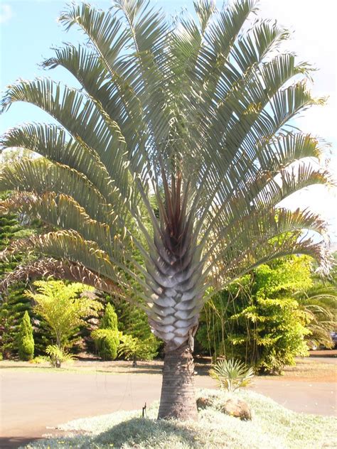 Home And Garden : Triangle Palm Tree (Dypsis decaryi) | Espécies de ...