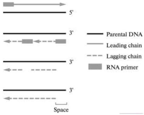 Telomeres and Telomerase in Heart Ontogenesis, Aging and Regeneration