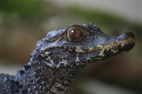Cuvier's Dwarf Caiman