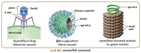 வைரஸ் - நுண்ணுயிரிகள் | அலகு 16 | 8 ஆம் வகுப்பு அறிவியல் | Virus ...