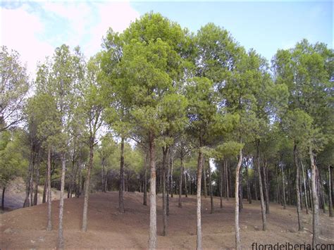 Pinus halepensis. Pino carrasco, pino de Alepo