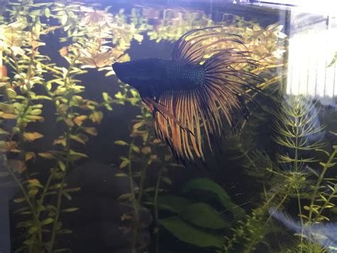 Eating algae wafer : r/Aquariums