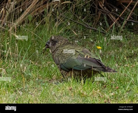 The Kakapo is a rare and critically endangered flightless parrot ...