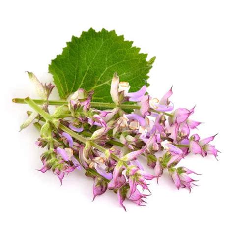 Clary sage Essential oils – MLAP Botanicals