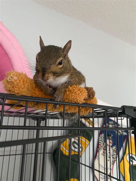 Old and wise looking squirrel : r/squirrels