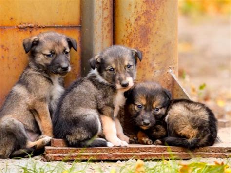 Pet Owner Detained For Allegedly Throwing Three Puppies Off 10th Floor ...