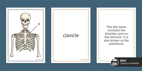 Skeleton Display Cards