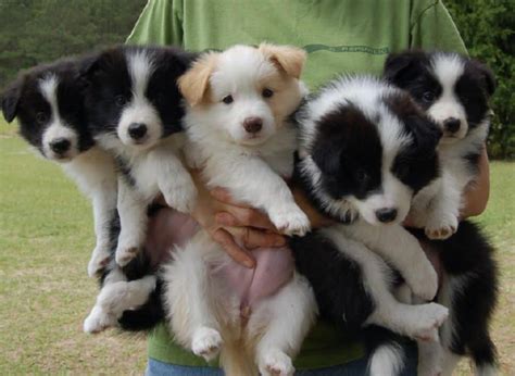 Border Collie Dog Breed Information, Images, Characteristics, Health