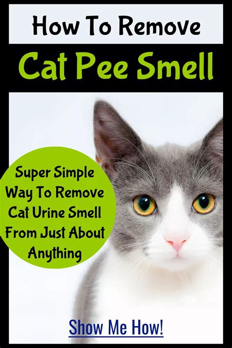House STINK Like Cat Urine? How To Get RID of the SMELL In 4 Easy Steps ...
