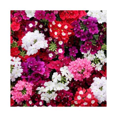 Buy Verbena Hybrida Flower Seeds in India