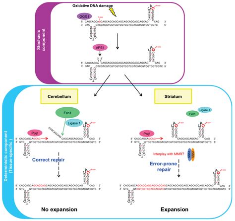 Abnormal Base Excision Repair at Trinucleotide Repeats Associated with ...