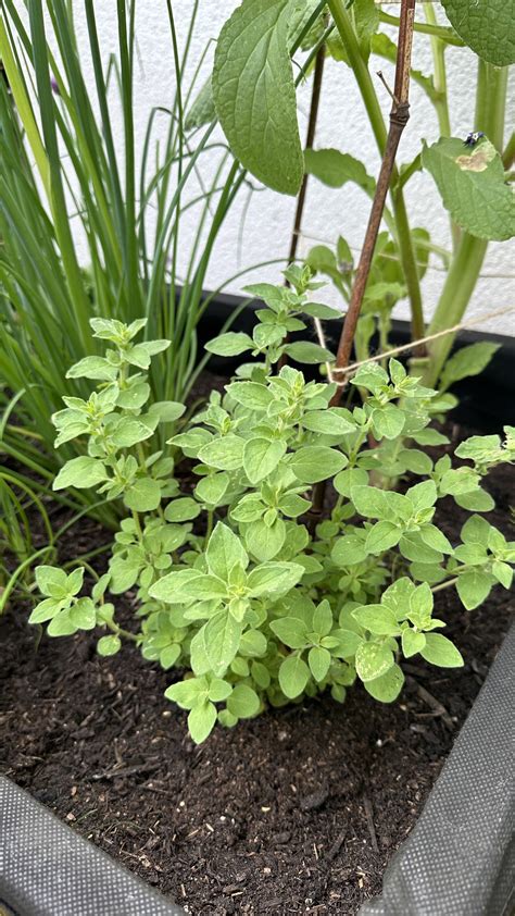 Propagate Oregano: How to Multiply Your Herbs — Meadowlark Journal