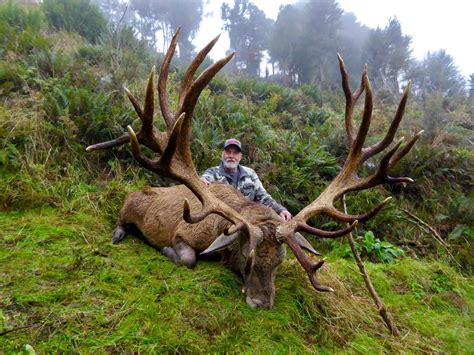 Red Stag Deer A New Zealand Red Stag Hunt! By: Mr.Whitetail : Four