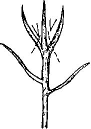 Poda