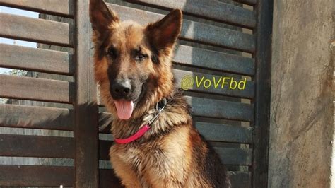 Petition · Arbitrary Ruling on pet dogs in Haryana - India · Change.org