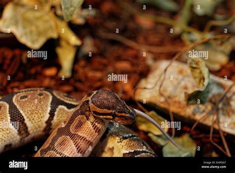 Python Eat Goose 的图像结果