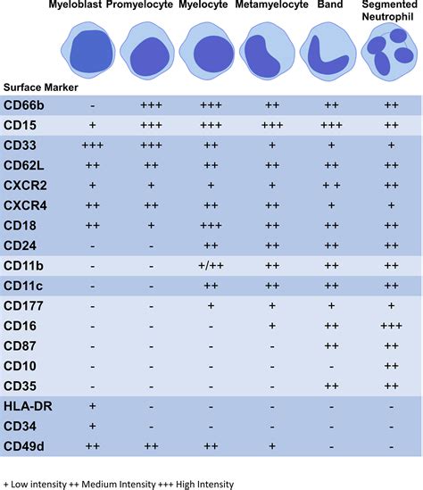 Frontiers | Neutrophils: Need for Standardized Nomenclature