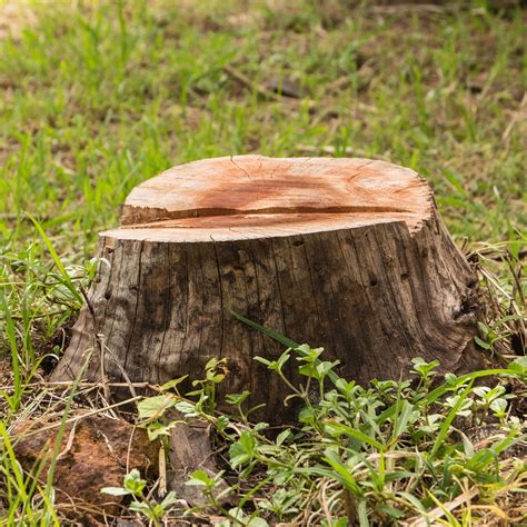 DIY Stump Removal Process - Elite Tree Care
