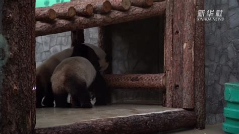 旅俄大熊猫“丁丁”和“如意”，准备“第一次亲密接触”_凤凰网