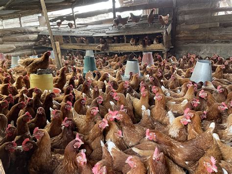 Poultry Farming Optient: Revolutionizing Poultry Farming With