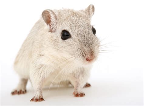 Young light-colored gerbil on white surface Free Stock Photo | FreeImages