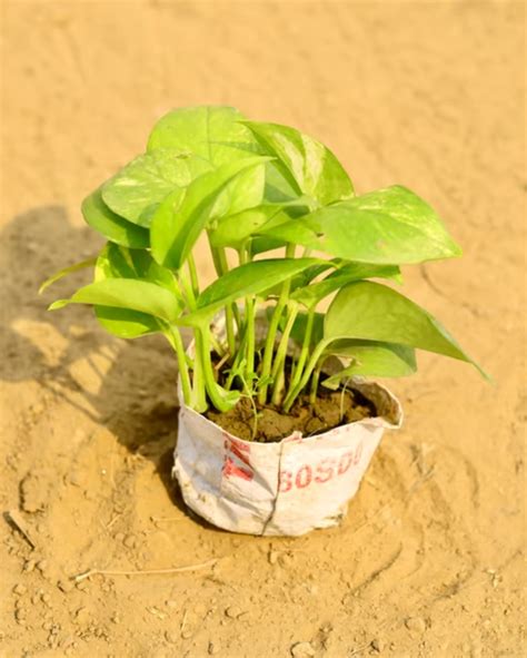 Buy Money-Plant-Green-Indoor-Plants Online in Delhi - Low Maintenance ...