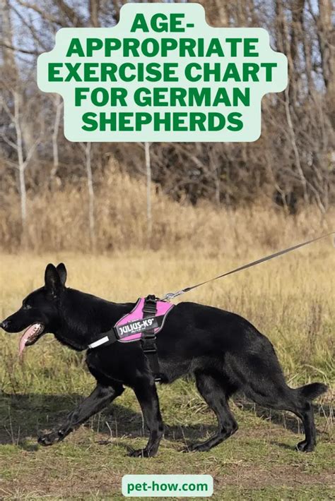 Image result for German Shepherd Exercise Chart