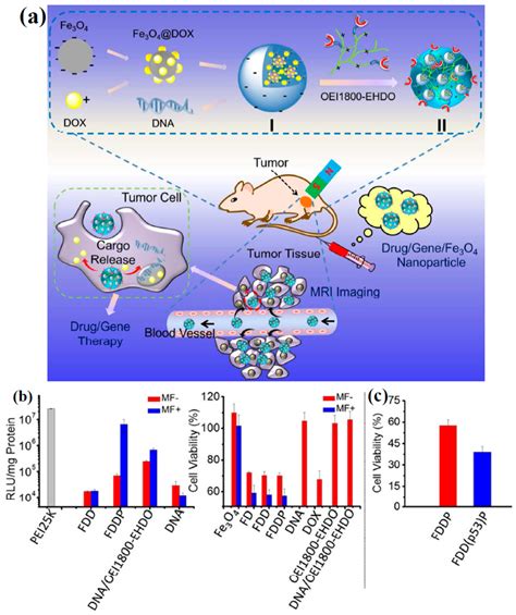Fe3O4 Nanoparticles in Targeted Drug/Gene Delivery Systems