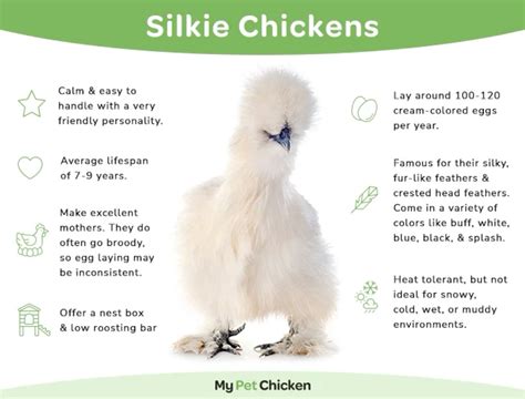 Pin by Lisa Jenkins-Wyrick on ChiCken in 2025 | Silkies, My pet chicken ...