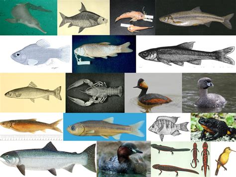 Freshwater Biome Animals Fish