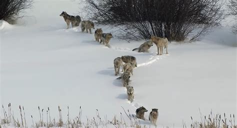 Image result for Happy Yellowstone Wolves