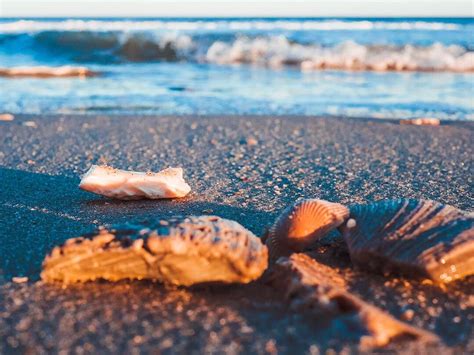 Image result for SC Shells