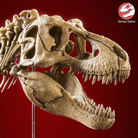 T. rex dinosaur - Tyrannosaurus skull and neck on Behance