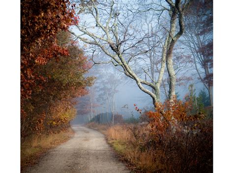 Image result for Tree Armor