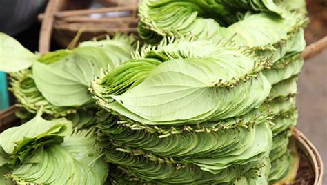 5 Betel Leaves Health Benefits & Usages - Ayurveda - AskMeAll